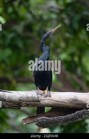 Ein Anhinga blickt auf den Klang des Donners in den Florida Everglades. Stockfoto