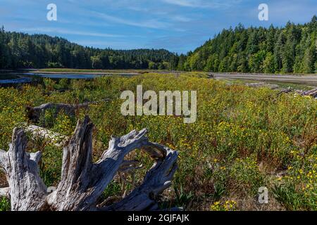 USA, Staat Washington, Seabeck. Landschaft mit Treibholz und Kraut entlang des Hood Canal. Stockfoto