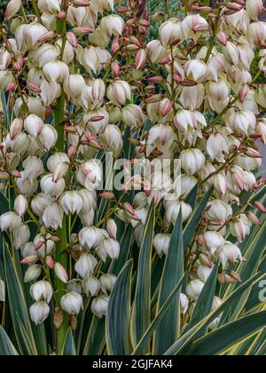 USA, Staat Washington, Seabeck. Yucca blüht aus nächster Nähe. Stockfoto