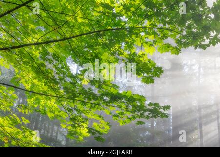 USA, Washington State, Seabeck, Scenic Beach State Park. Bigleaf Ahornbauch und Sonnenstrahlen. Stockfoto