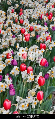 Blühender Tulpengarten mit Narzissen, Skagit Valley, Washington State. Stockfoto