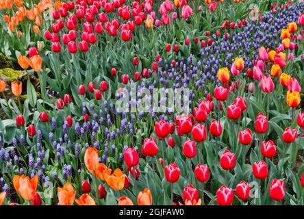 Blühender Tulpengarten mit Traubenhyazinthen, Skagit Valley, Washington State. Stockfoto