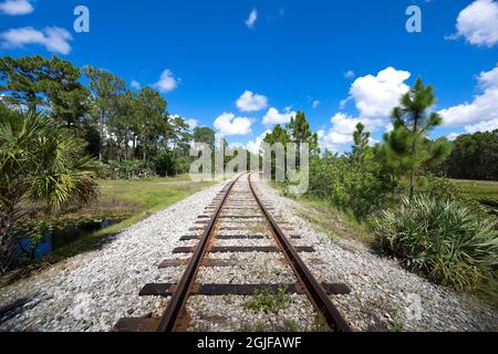 Eisenbahnschienen führen in die Ferne, bevor sie hinter Bäumen in einer ländlichen Gegend von Central Florida verschwinden. Stockfoto