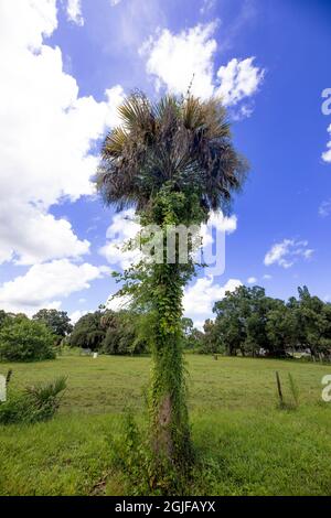 Eine einone Sabal Palme auf einem Feld in einer ländlichen Gegend von Zentral-Florida. Stockfoto