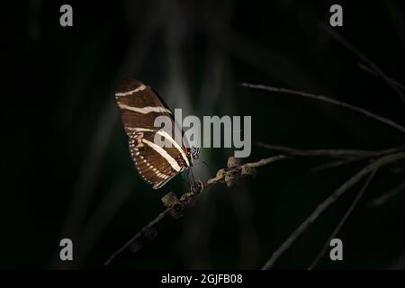 Ein langflügeliger Zebra-Schmetterling landet auf einem kleinen Zweig in einem tropischen Garten in Südflorida. Stockfoto