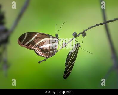 Ein Paar langflügelige Zebra-Schmetterlinge hängen auf einem Zweig in einem Garten in Florida. Der Zebra Longwing ist auch der offizielle State Butterfly von Florida. Stockfoto