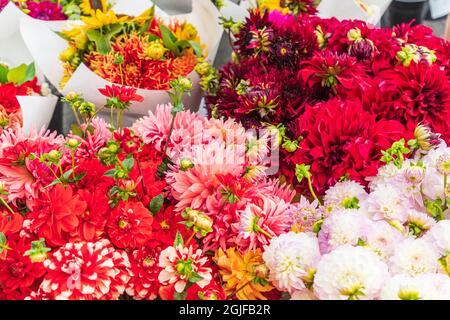 USA, Washington State, Vancouver. Frische Blumen für den Verkauf an einen Bauernmarkt. Stockfoto