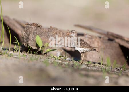 USA, Staat Washington. Ein getupfter Sandpiper (Actitis macularius) steht Wache in der Nähe eines versteckten Kükens. Redmond. Stockfoto