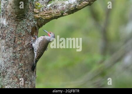 USA, Staat Washington. Ein Männchen des Northern Flicker (Colaptes auratus) hält am nächsten Eingang inne, während er ein Nistloch ausgrub. Kirkland. Stockfoto