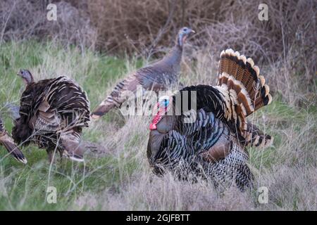 USA, Staat Washington. Eine Herde wilder Truthähne (Meleagris galopavo), die im Sun Lakes State Park auf Nahrungssuche gehen. Stockfoto