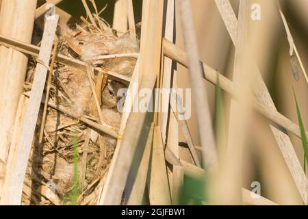 USA, Staat Washington. Ein männlicher Sumpfzapfen (Cistothorus palustris) kommt aus einem Nest, das er baut, um ein Weibchen anzuziehen. Stockfoto