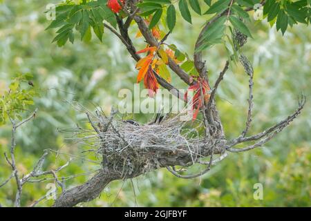 USA, Staat Washington. Ein Östlicher Königsvögel (Tyrannus tyrannus) versteckt sich, während er auf Eiern in einem Sumac-Baum im Nest sitzt. Okanogan. Stockfoto