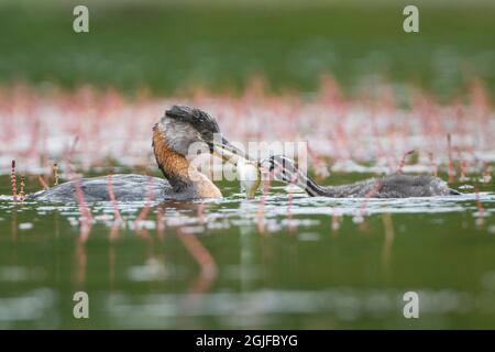 USA, Staat Washington. Ein Elternteil des Rothalsgreises (Podiceps grisegena) füttert Fische an ein Küken auf einem See im Kreis Okanogan. Stockfoto