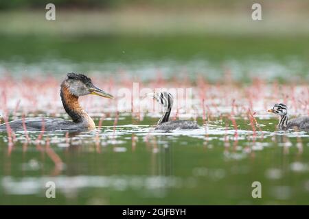 USA, Staat Washington. Ein Elternteil des Rothalsgreises (Podiceps grisegena) füttert Fische an ein Küken auf einem See im Kreis Okanogan. Stockfoto