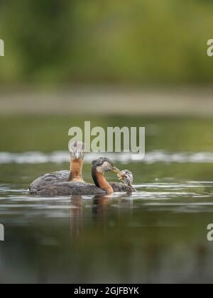 USA, Staat Washington. Ein Elternteil des Rothalsgreises (Podiceps grisegena) füttert Fische an ein Küken auf einem See im Kreis Okanogan. Stockfoto