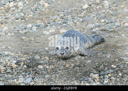 USA. Staat Washington, Puget Sound. Junge Hafenrobbe (Phoca vitulina) am Strand. Stockfoto