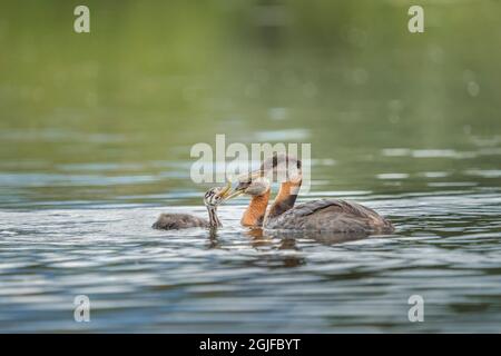 USA, Staat Washington. Ein Elternteil des Rothalsgreises (Podiceps grisegena) füttert Fische an ein Küken auf einem See im Kreis Okanogan. Stockfoto