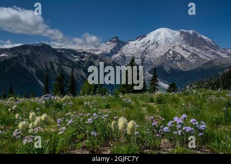 Wildblumen in der Sunrise Area, Mount Rainier National Park, Washington State. Stockfoto
