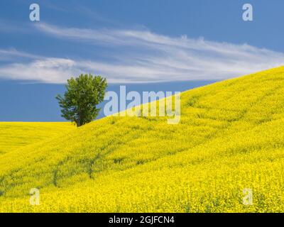 Einbunter Baum in einem Feld blühender Raps. Stockfoto