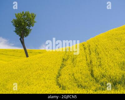 Einbunter Baum in einem Feld blühender Raps. Stockfoto