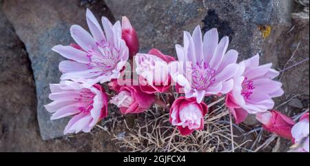 Bitterwurzelblume (Lewisia rediviva), ein kleines mehrjähriges Kraut aus der Familie der Montiaceae. Stockfoto