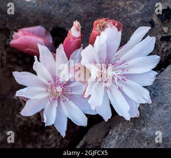 Bitterwurzelblume (Lewisia rediviva), ein kleines mehrjähriges Kraut aus der Familie der Montiaceae. Stockfoto