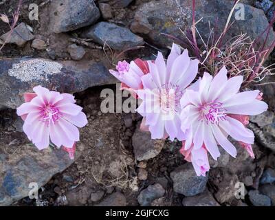 Bitterwurzelblume (Lewisia rediviva), ein kleines mehrjähriges Kraut aus der Familie der Montiaceae. Stockfoto