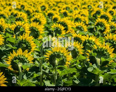 Großes Sonnenblumenfeld. Stockfoto