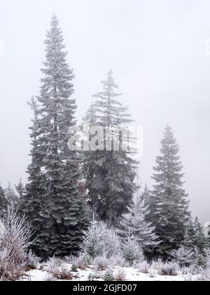 Schneebedeckte Bäume im Winter. Stockfoto