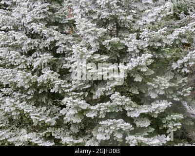 Schneebedeckte Bäume im Winter. Stockfoto