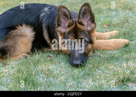 Vier Monate alter Schäferhund-Welpe, der nach der Spielzeit im Gras ruht. (PR) Stockfoto
