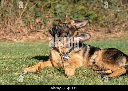 Vier Monate alter Schäferhund-Welpe, der auf einem Stock kaut. (PR) Stockfoto