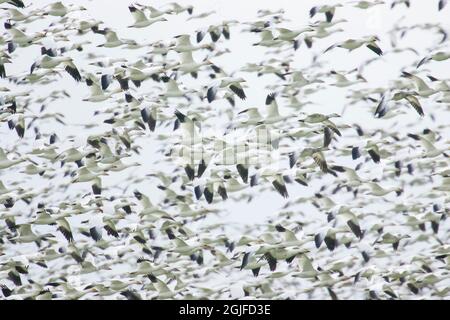 La Conner, Washington, USA. Riesige, dichte Schar von Schneegänsen (Chen caerulescens), die fliegen. Stockfoto