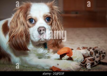 Issaquah, Washington, USA. Mandy, ein 11 Monate alter Cavalier King Charles Spaniel Welpe, spielt mit einem ausgestopften Entenspielzeug. (PR) Stockfoto