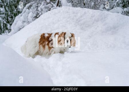 Issaquah, Washington, USA. 'Mandy', ein älterer Cavalier King Charles Spaniel, der im Schnee bis zu ihrem Bauch geht, innehält, um die Kamera als sn zu betrachten Stockfoto