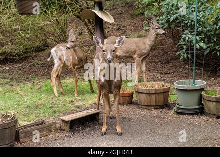 Issaquah, Washington, USA. Drei Mule Deer stehen auf einer Zementterrasse und hoffen im Winter auf etwas Futter. Stockfoto