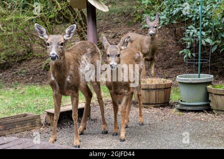 Issaquah, Washington, USA. Drei Mule Deer stehen auf einer Zementterrasse und hoffen im Winter auf etwas Futter. Stockfoto