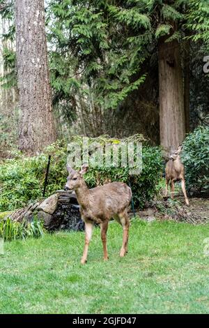 Issaquah, Washington, USA. Zwei Mule Deer laufen im Winter über eine Wiese vor einem kleinen Wasserfall. Stockfoto