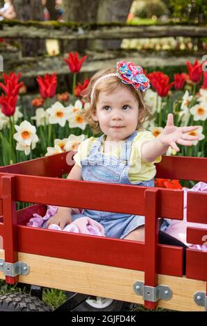 Mount Vernon, Washington, USA. Ein Jahr altes Kleinkind, das in einem Holzwagen neben Narzissen und Tulpen nach ihrer Flasche Wasser greift. (MR) Stockfoto