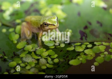 Ein erwachsener Pazifischer Baumfrosch, der auf einer Lilypad sitzt. Es atmet mit Lungen und hat keinen Schwanz. In einem Aquarium. Stockfoto