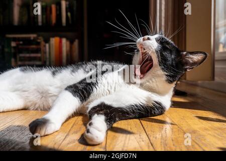 Katze gähnt, während sie an einem sonnigen Platz auf dem Boden nippt. (PR) Stockfoto