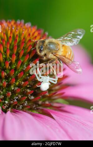 Issaquah, Washington, USA. Die Blume Magnus (Echinacea purpurea) mit einer Honigbiene (APIs mellifera) und einer weißen Krabbenspinne oder einer weißen Blume SPI Stockfoto