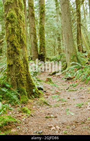 Issaquah, Washington, USA. WESTERN Sword Farn entlang eines Pfades in einem Regenwald mit moosbedeckten Bäumen im Squak Mountain State Park. Stockfoto