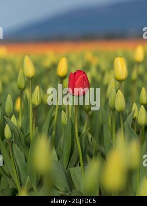 USA, Washington State, Mt. Vernon. Eine rote Tulpe in einem gelben Feld beim Skagit Valley Tulip Festival. Stockfoto