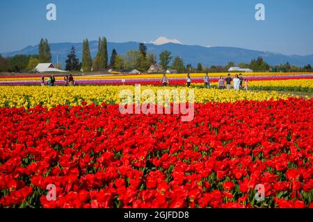 USA, Washington State, Mt. Vernon. Felder mit Reihen von roten und gelben Tulpen, Skagit Valley Tulip Festival. Mount Baker im Hintergrund. Stockfoto