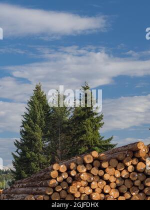 USA, Washington State, Olympia, Stapel von Baumstämmen im Hafen von Olympia Stockfoto