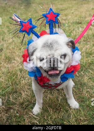 USA, Washington State, Bellevue, jährliche Feier am 4. Juli für Hunde und Besitzer Stockfoto
