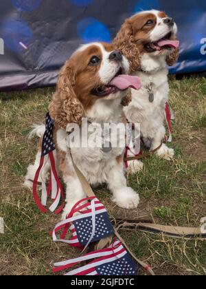 USA, Washington State, Bellevue, jährliche Feier am 4. Juli für Hunde und Besitzer Stockfoto