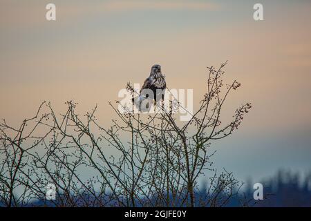 USA, Staat Washington, Mount Vernon. Rauer Falke auf einem Beerenbusch. Stockfoto