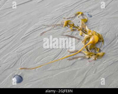 WA, Olympic National Park, Rialto Beach, Bull Kelp Stockfoto